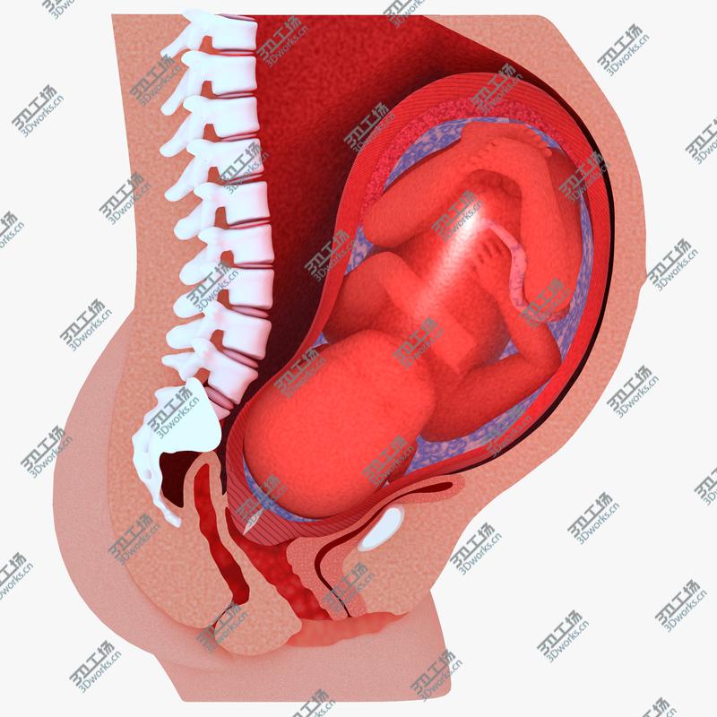 images/goods_img/202104092/Childbirth Sequence Cross Sections Collection/2.jpg